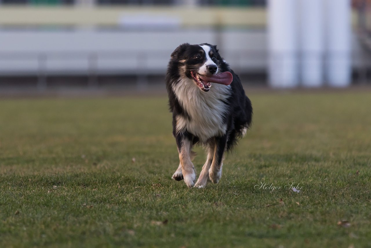 Bild 50 - Hundeshooting